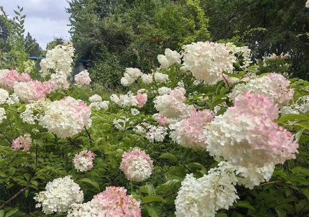 的花序能有, 这花要是种, 这花跟咱家 的花序能有, 这花要是种, 这花跟咱家