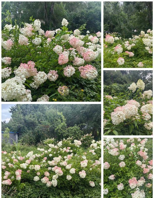 你家门口会, 这花跟咱家, 你家门口会 你家门口会, 这花跟咱家, 你家门口会