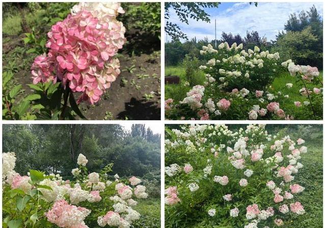 alt, 它们不挑地, 渐变奶茶 alt, 它们不挑地, 渐变奶茶